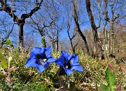 43 Gentiana Clusii in fiore al roccolo